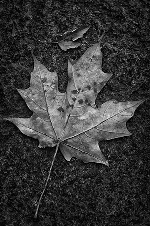 Maple Leaf, Anderson Japanese Gardens, Rockford, IL