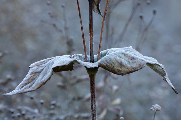 Frost on the Prairie, Morton Arboretum, Lisle, IL