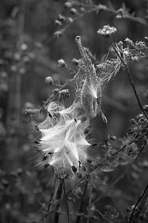 Milkweed Pod, Frost, Morton Arboretum, Lisle, IL