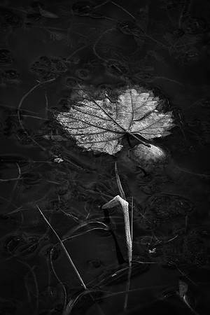 Oak Leaf on Pond, Morton Arboretum, Lisle, IL