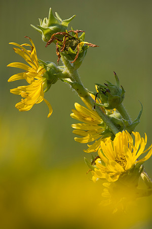Wildflowers, Schulenberg Prairie, Morton Arboretum, IL