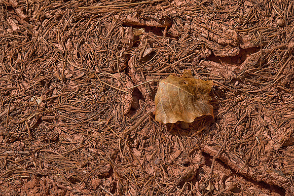 Cottonwood Leaf on Wash Floor, Long Canyon, UT