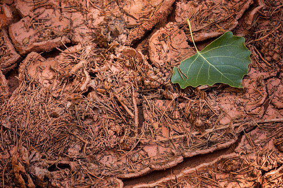 Cottonwood Leaf on Wash Floor, Long Canyon, UT