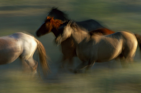 Horses, Grand Teton National Park, WY