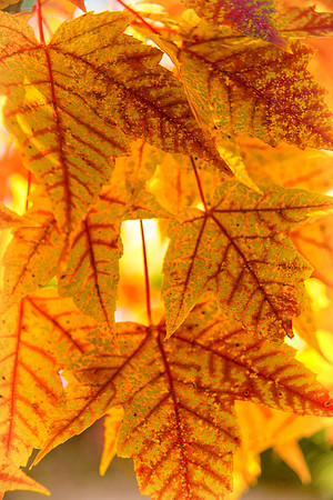 Autumn Leaves, Red Maple, Anderson Japanese Gardens, Rockford, IL