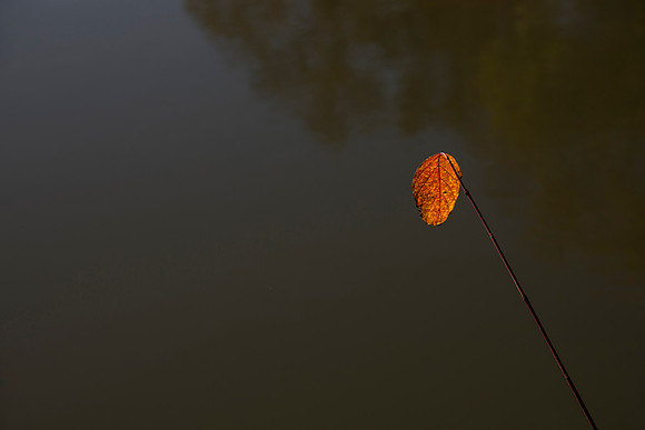 Zen Leaf - Quiet and Calm, Anderson Japanese Gardens, Rockford, IL