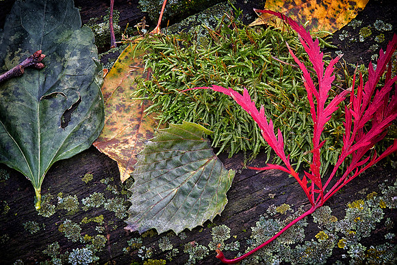 Leaves, Moss and Lichen on the Bonsai Bench, St. Charles, IL