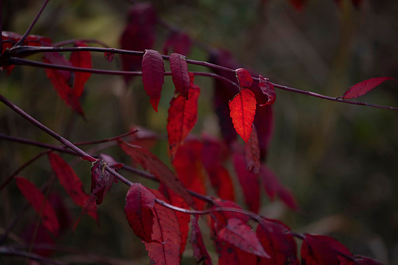 Sumac, Autumn, Lisle, IL