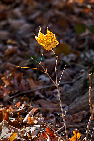 Leaf, Lisle, IL