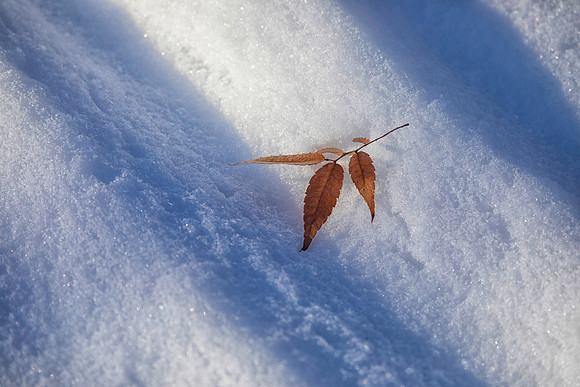 Leaves on Snow, Geneva, IL