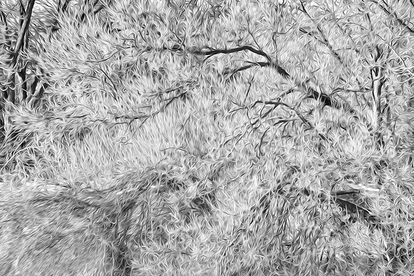 Hoarfrosted Trees Along the Fox River, Geneva, IL