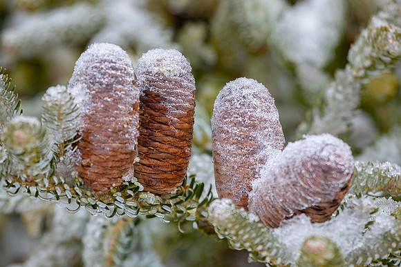 Ice Crusted Pinecones