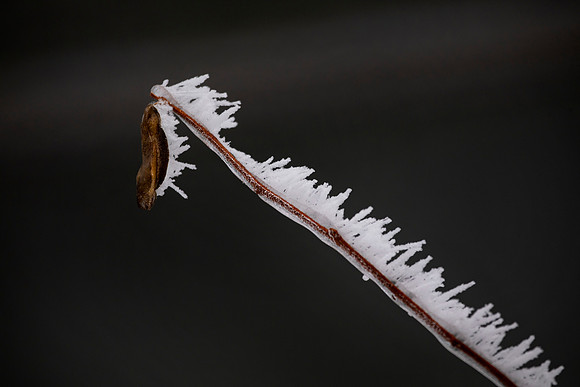 Rime Ice, St. Charles, IL