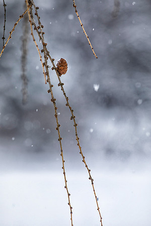 Pine Cone, Winter, Morton Arboretum, Lisle, IL