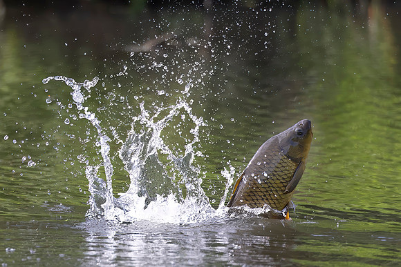 Making a Splash, Jumping Carp, Lisle, IL