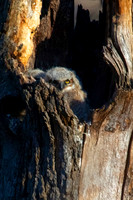 Great Horned Owlets, Kane County, IL