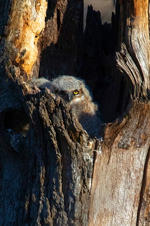 Great Horned Owlets, Kane County, IL