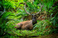 Photo Book - Wildlife