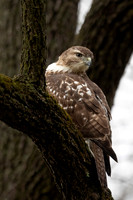 Red-tailed Hawk, Juvenile