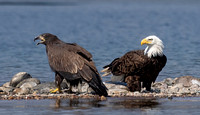 Bald Eagles - Juvenile and Adult, Jackson Lake, WY