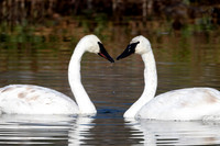 Trumpeter Swan Heart, Grand Teton National Park, WY