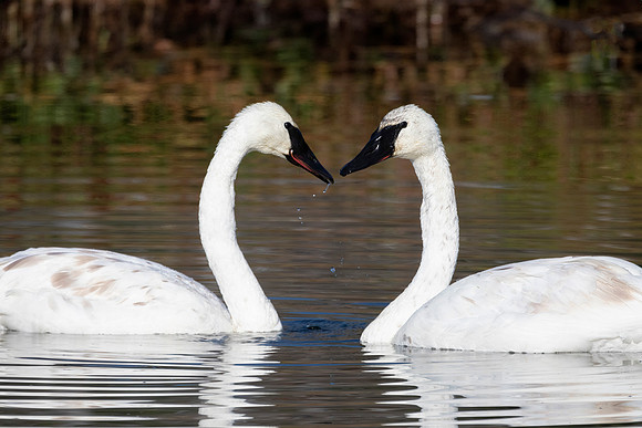 Trumpeter Swan Heart, Grand Teton National Park, WY