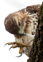 Red-tailed Hawk, Juvenile