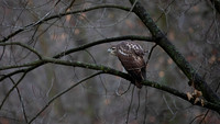 Red-tailed Hawk, Juvenile