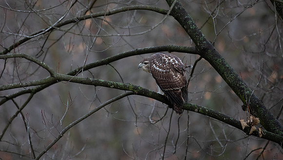 Red-tailed Hawk, Juvenile