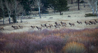 Migrating Elk, Rocky Mountain National Park, CO
