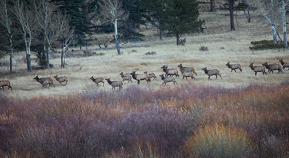 Migrating Elk, Rocky Mountain National Park, CO
