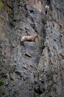 Big Horn Sheep Jump, Big Thompson Canyon, Estes Park, CO