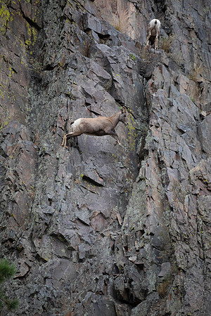 Big Horn Sheep Jump, Big Thompson Canyon, Estes Park, CO