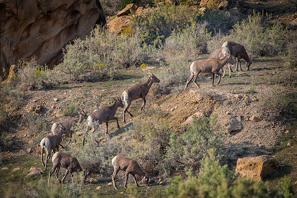 Big Horn Sheep Conga Line, Little Book Cliffs, CO