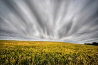 Hillside Near Palouse, WA