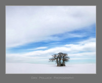 Oak Trees, Kane County, IL