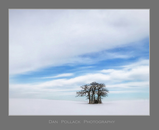 Oak Trees, Kane County, IL
