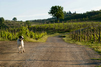 Wanderer, Villa Rosa, Tuscany, Italy