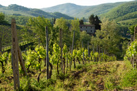 Vineyards. Panzano, Italy