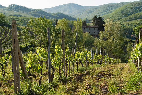 Vineyards. Panzano, Italy