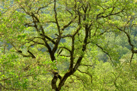 Tuscan Tree in Spring, Italy