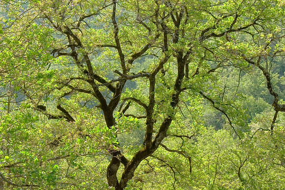 Tuscan Tree in Spring, Italy