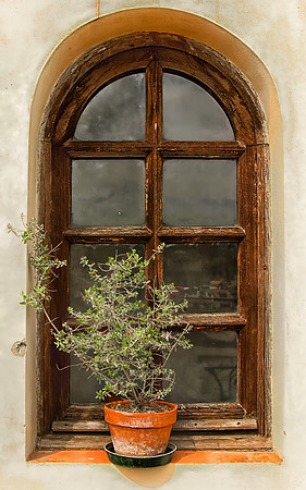 Thyme in Window, Florence, Italy
