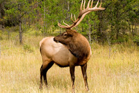 Bull Elk