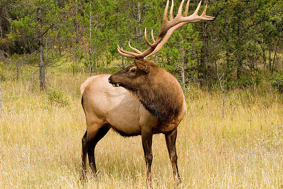 Bull Elk