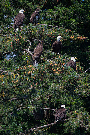 Bald Eagles,