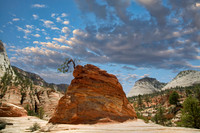Jeffrey Pine, Zion National Park, UT