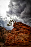 Jeffrey Pine, Clearing Storm, Zion National Park, UT