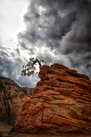 Jeffrey Pine, Clearing Storm, Zion National Park, UT