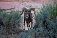 Desert Bighorn Sheep Ram, Zion National Park, UT